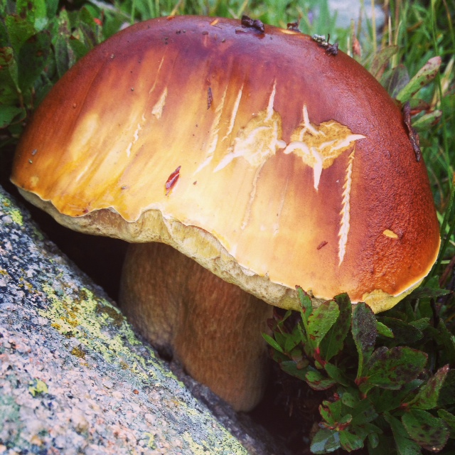 Colorado wild mushrooms