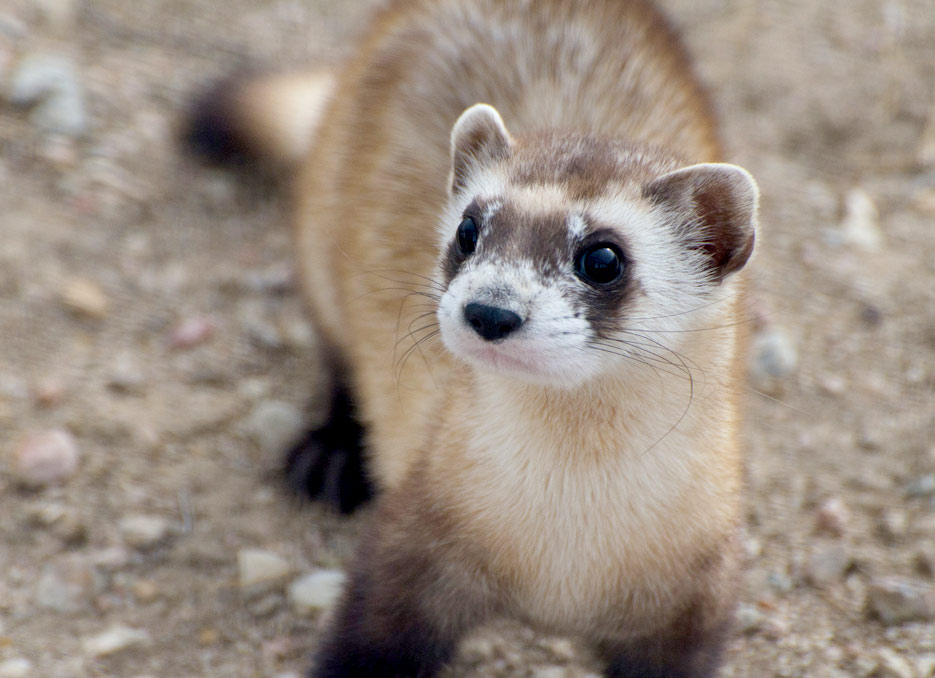 black-footed ferret