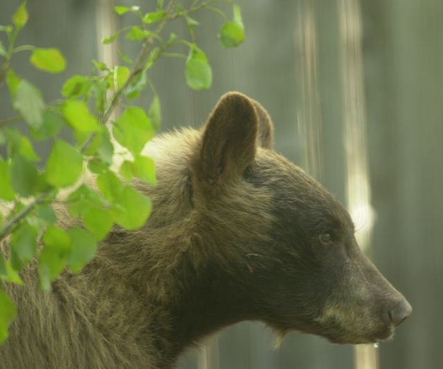 Colorado black bear