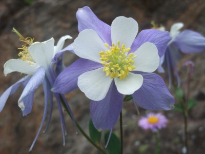 Colorado columbine