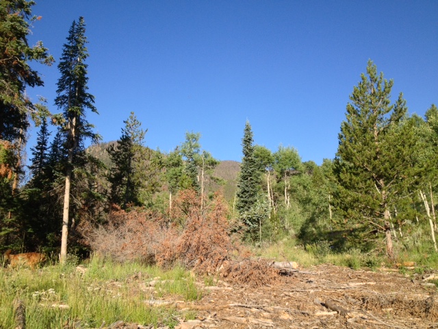 Summit County forests