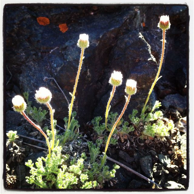 Spring wildflower season in Summit County Colorado