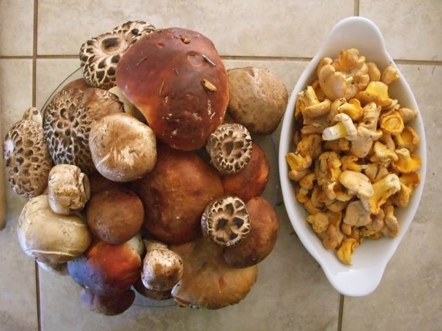 Copper Mountain wild mushrooms