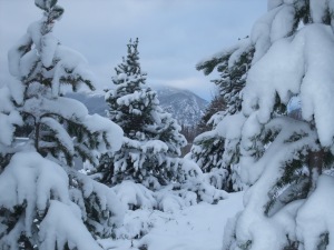 Heavy powder on trees at Copper Mountain