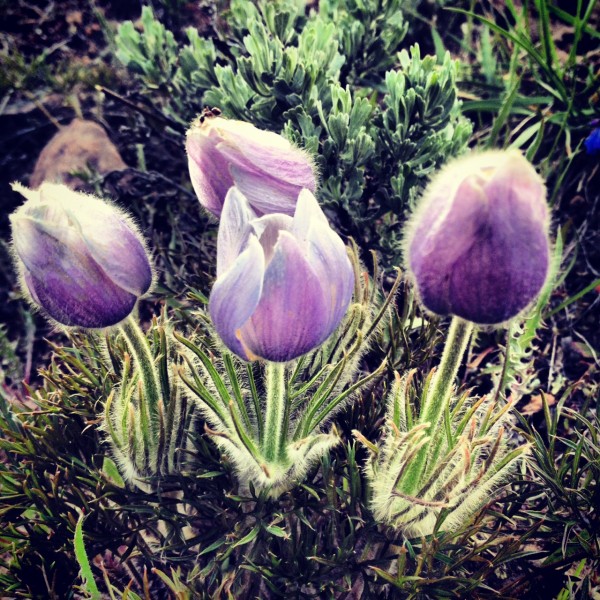 Copper Mountain wildflowers pasque flowers