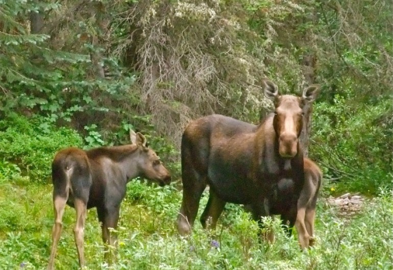 Moose Fest Celebrates One of Colorado’s Coolest Critters