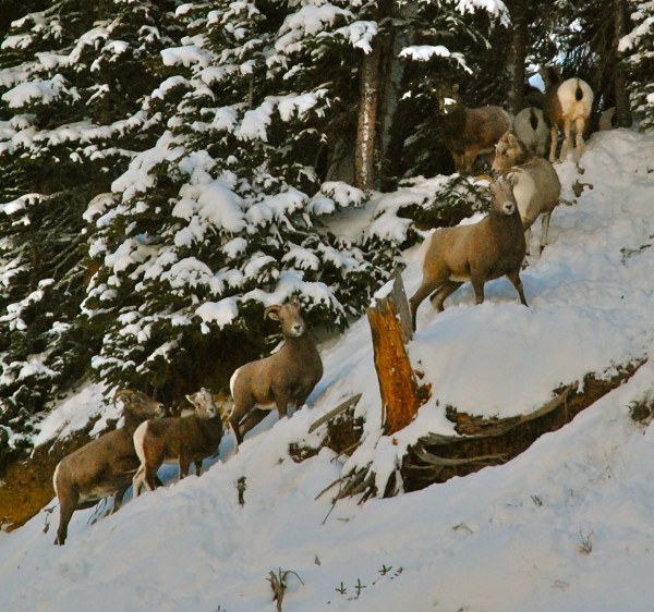 Colorado wildlife