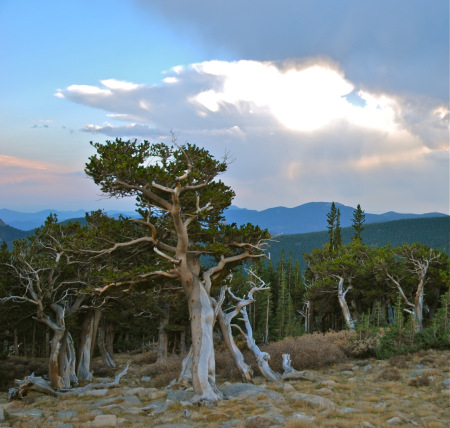 bristlecone pine