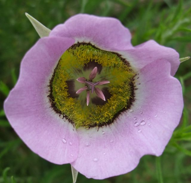 Colorado wildflowers