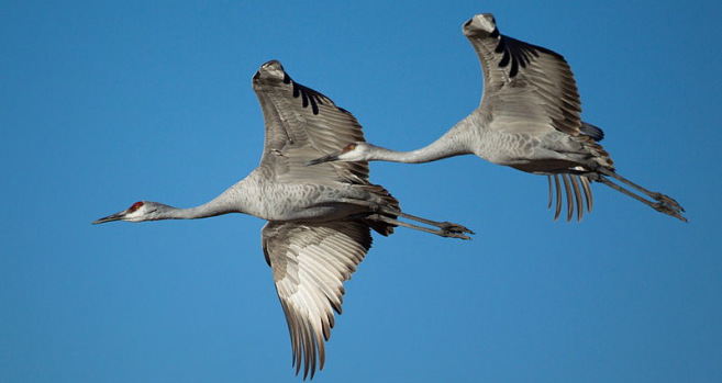 Colorado sandhill cranes