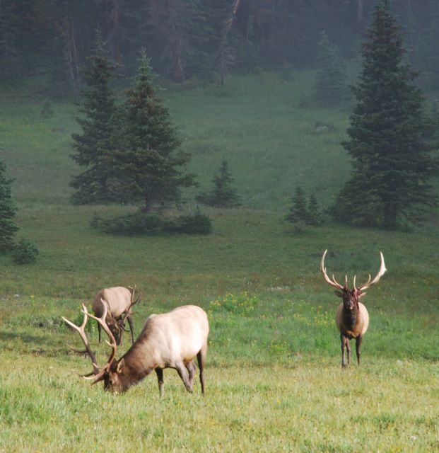 Colorado elk