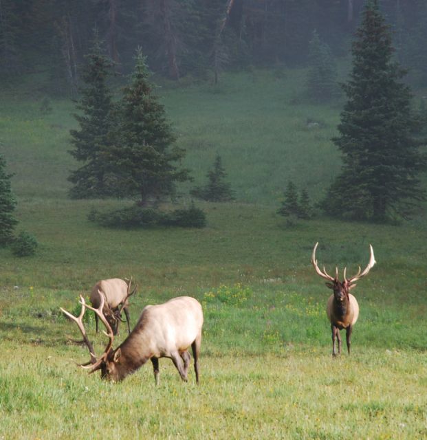 Colorado wildlife elk