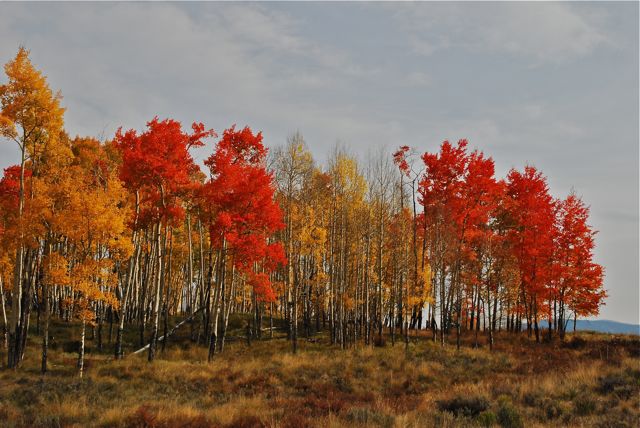 Copper Mountainf fall colors