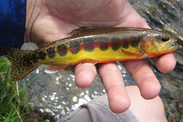 Colorado fishing