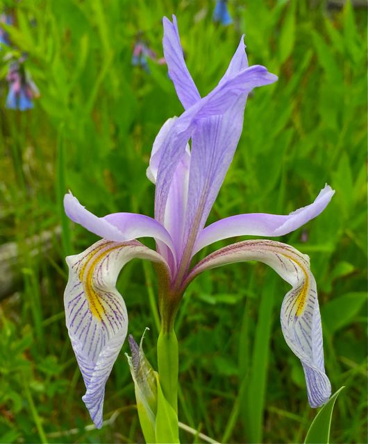 Colorado wildflowers iris