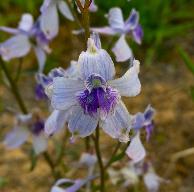 Colorado wildflower larkspur