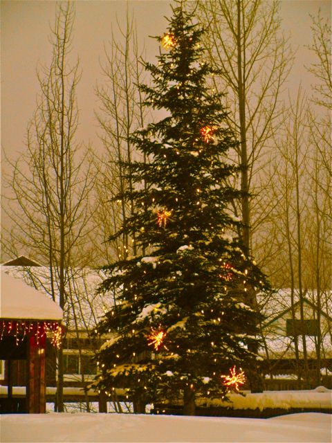 Frisco town christmas tree