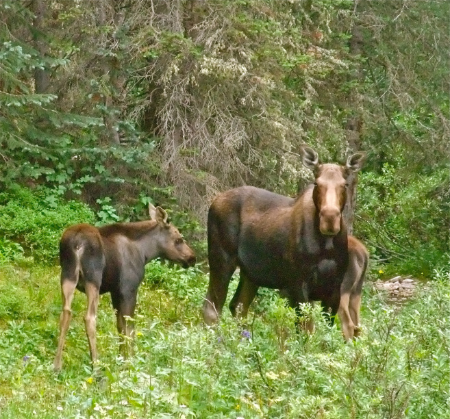 Colorado wildlife