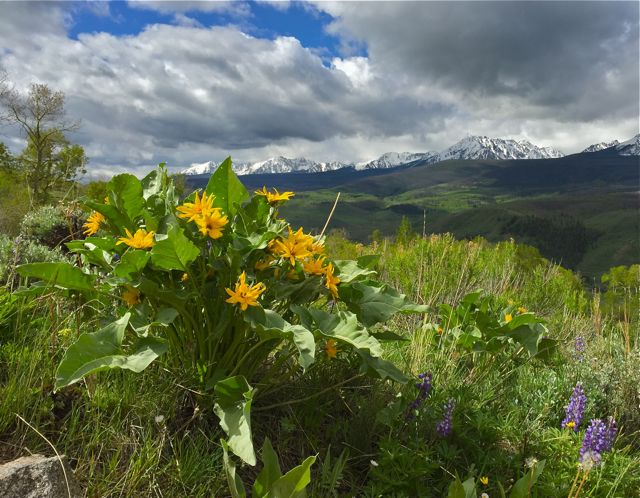 Colorado wildflowers