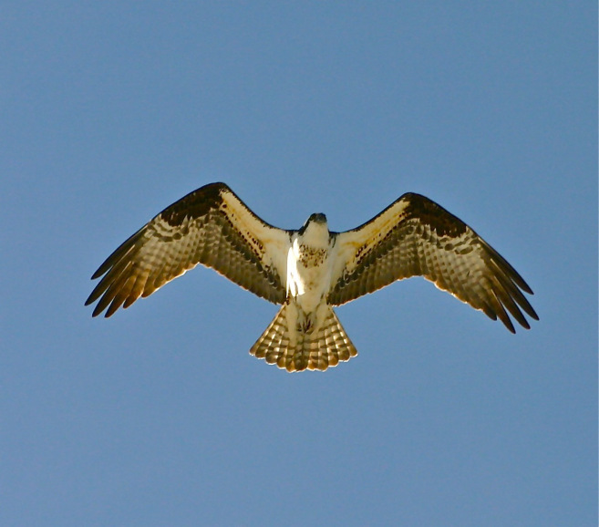 Birdwatching at Copper Mountain