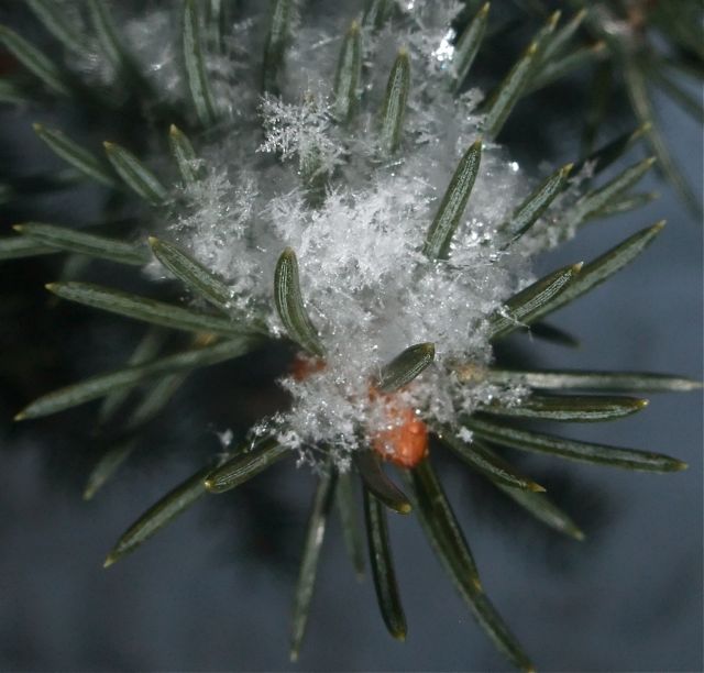 Colorado snow