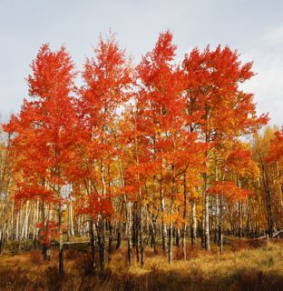 Fall colors in Summit County Colorado