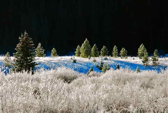 winter trees