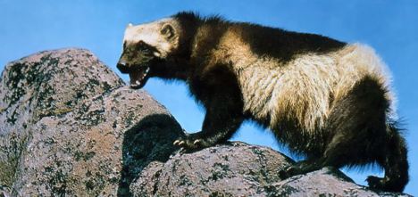 Wolverine in Colorado