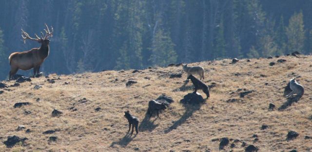Yellowstone National Park wolves