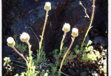 Colorado_wildflowers