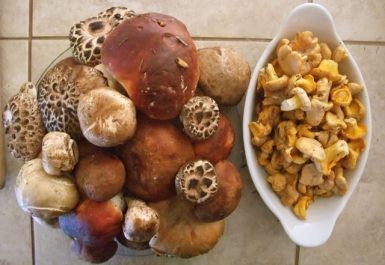 Copper_Mountain_mushrooms