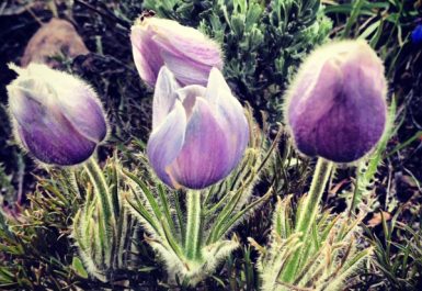 Copper_mountain_wildflowers_pasque_flowers