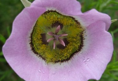 copper_mountain_wildflowers_mariposa