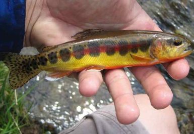 golden_trout