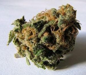 marijuana-bud-wikim_1-1