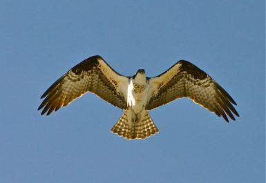 osprey